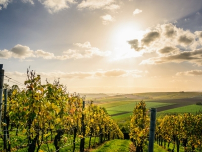 Where does French wine come from?