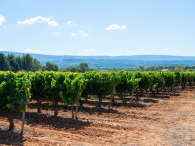 La Taille de la Vigne : Un Art en Pleine Dormance