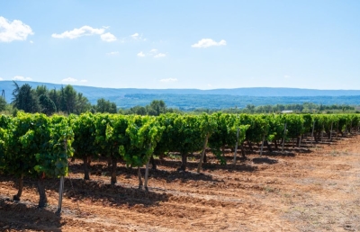 Pruning in the Vineyard: An Essential Practice