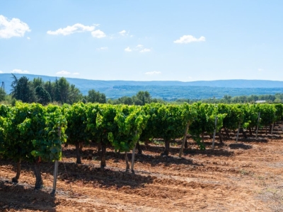 La Taille de la Vigne : Un Art en Pleine Dormance